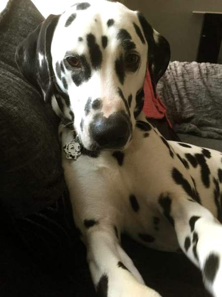 dalmatian zack.jpg